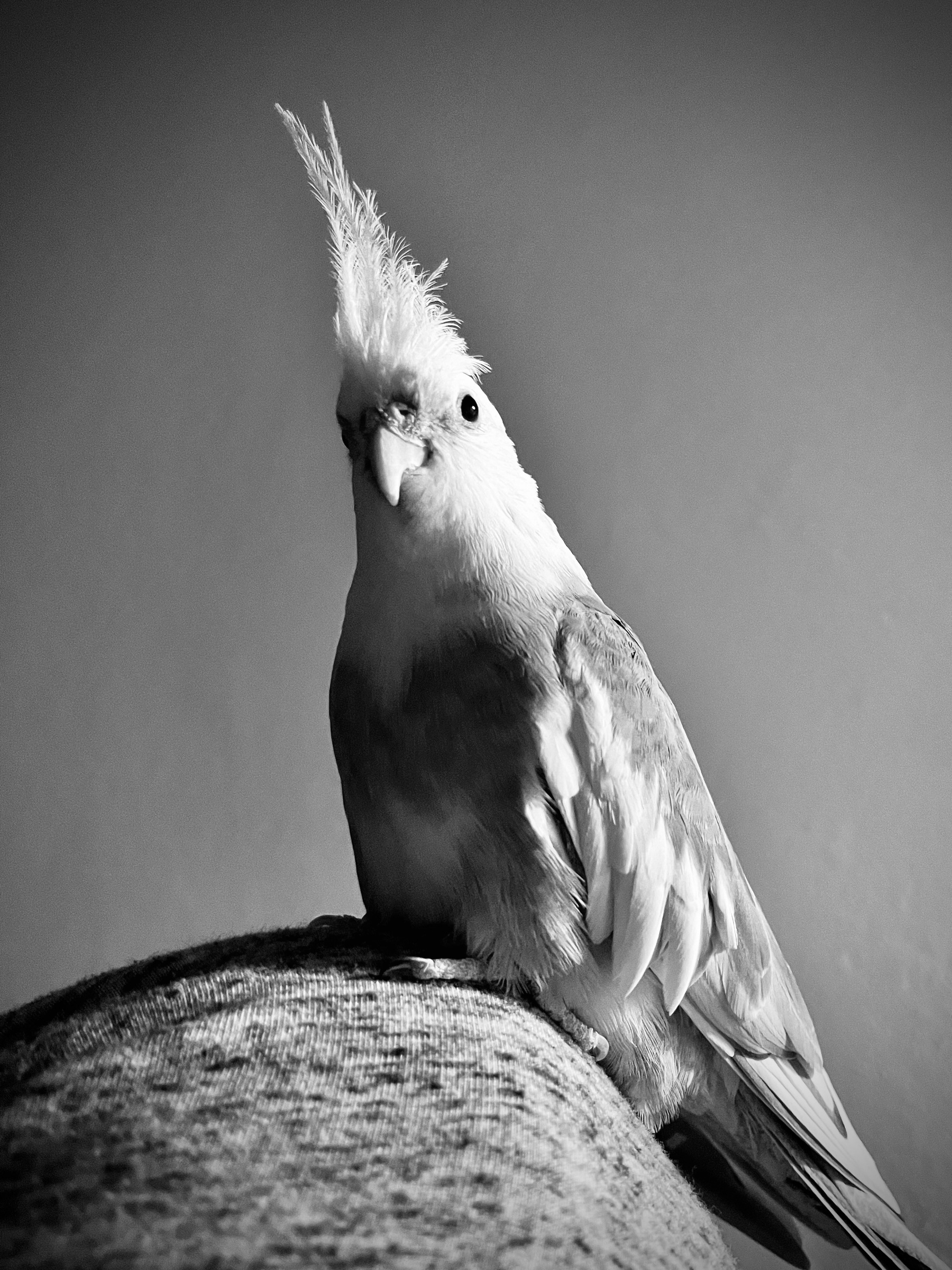 A black-and-white image of a cockatiel on a human knee