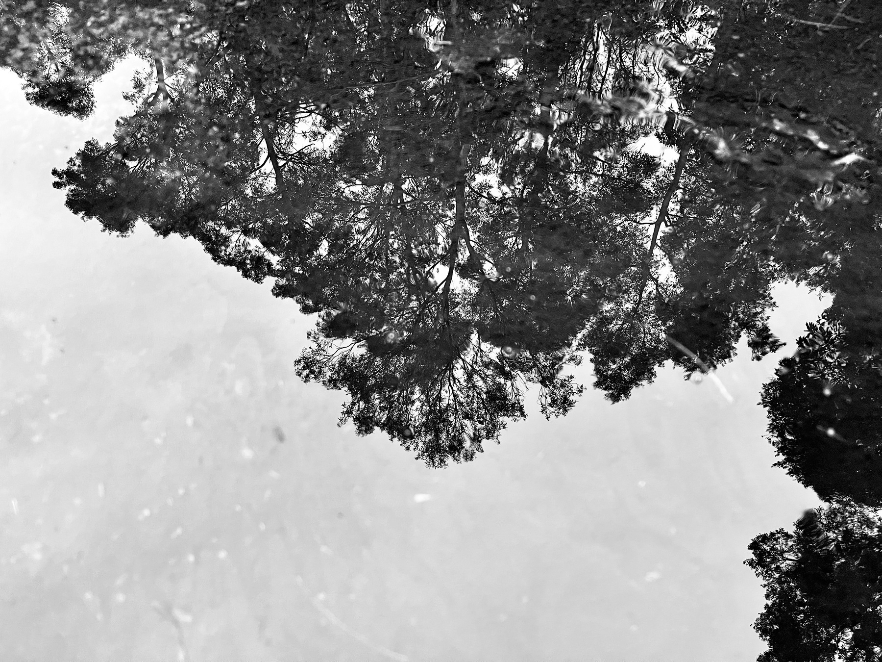 Upside-down gum trees in a puddle of water