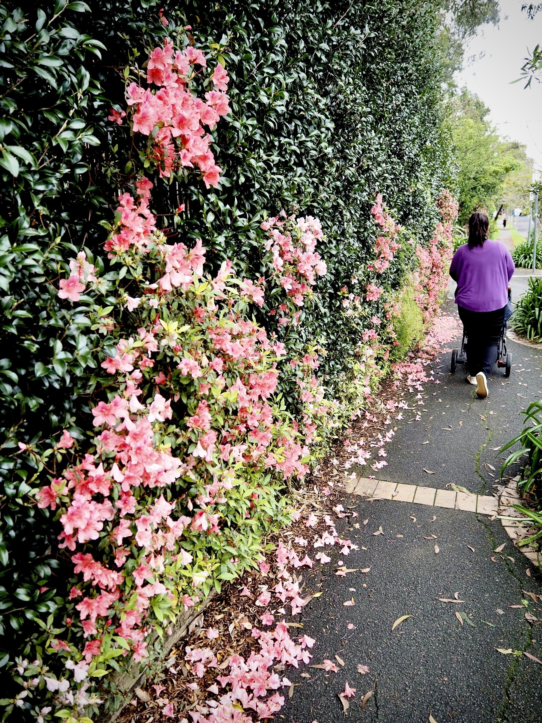 A woman pushes a stroller down a footpath, alongside a wall of flowers and leaves.