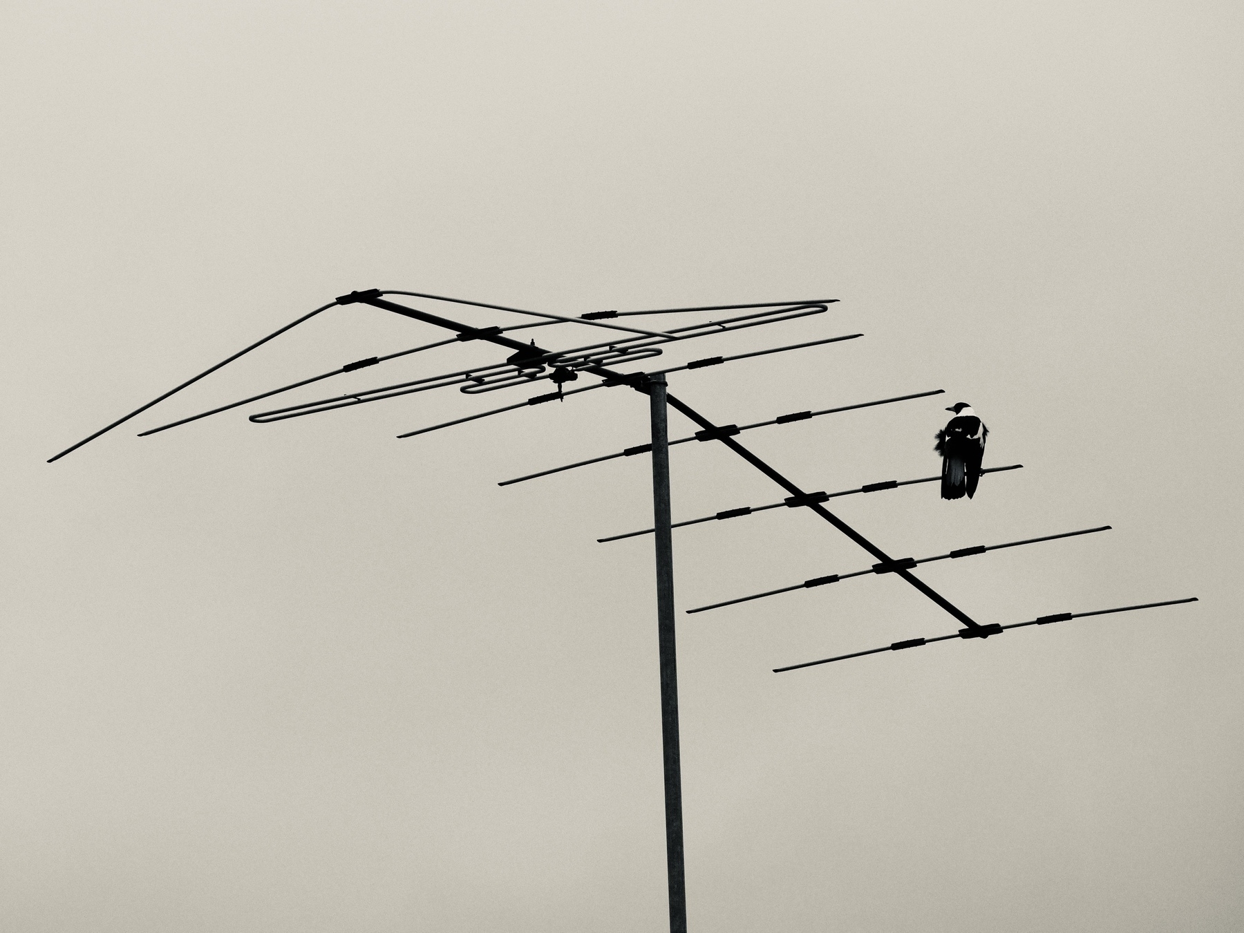 A bird on a TV antenna