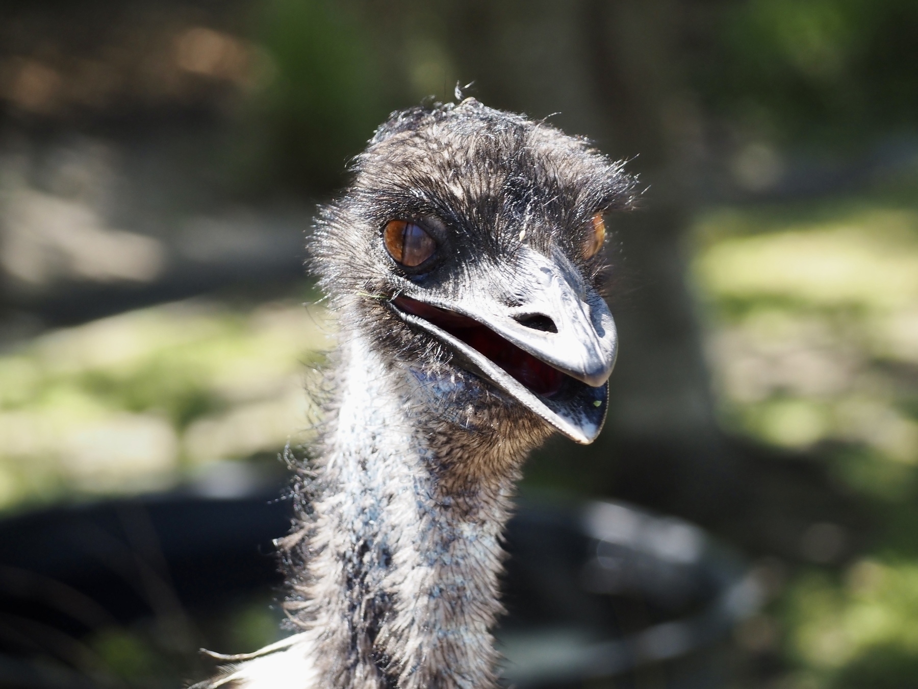 A wide-eyed emu looks beyond the frame.