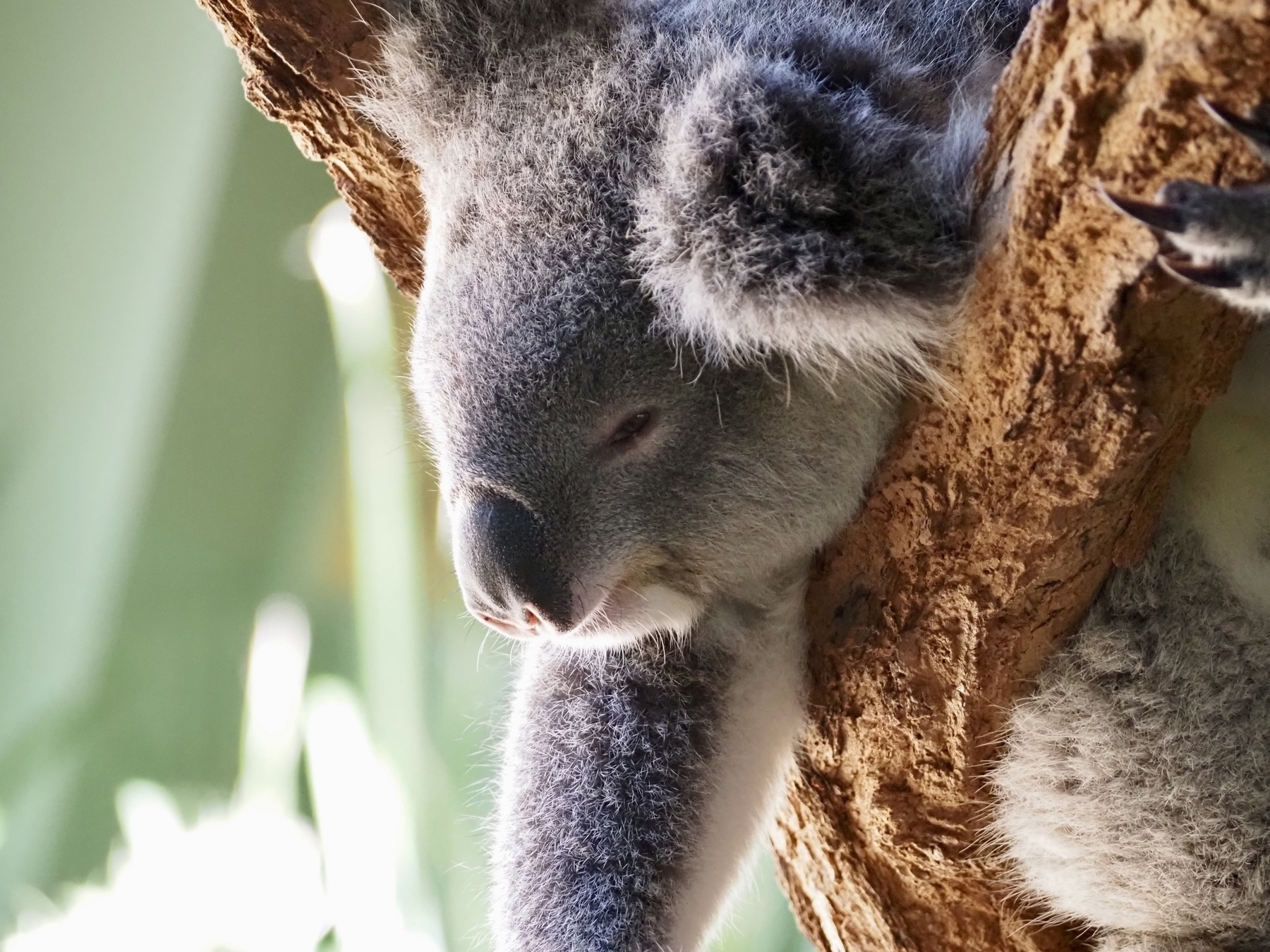 A koala leans lazily on a branch.