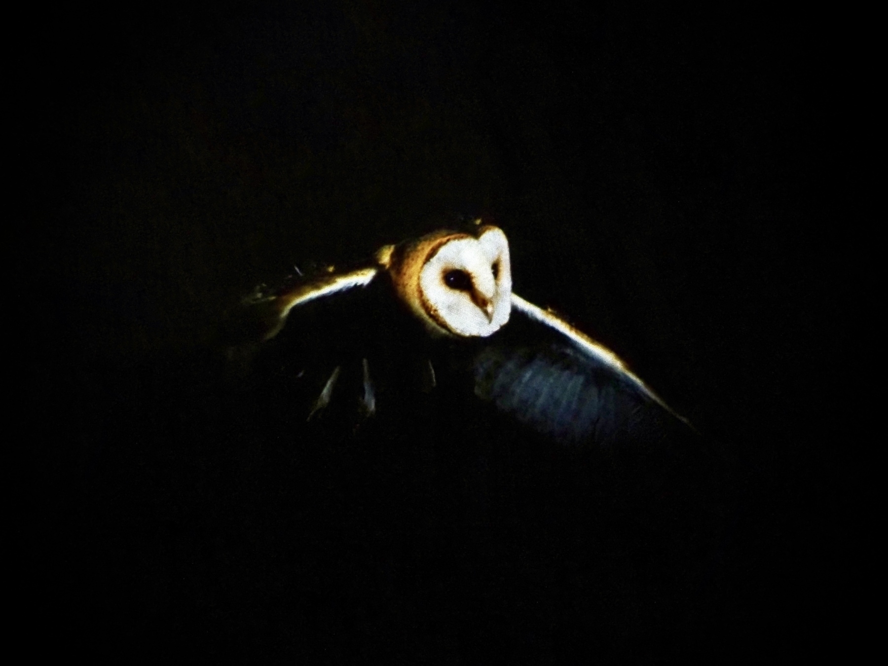 An owl swoops out of the darkness on a digital display.