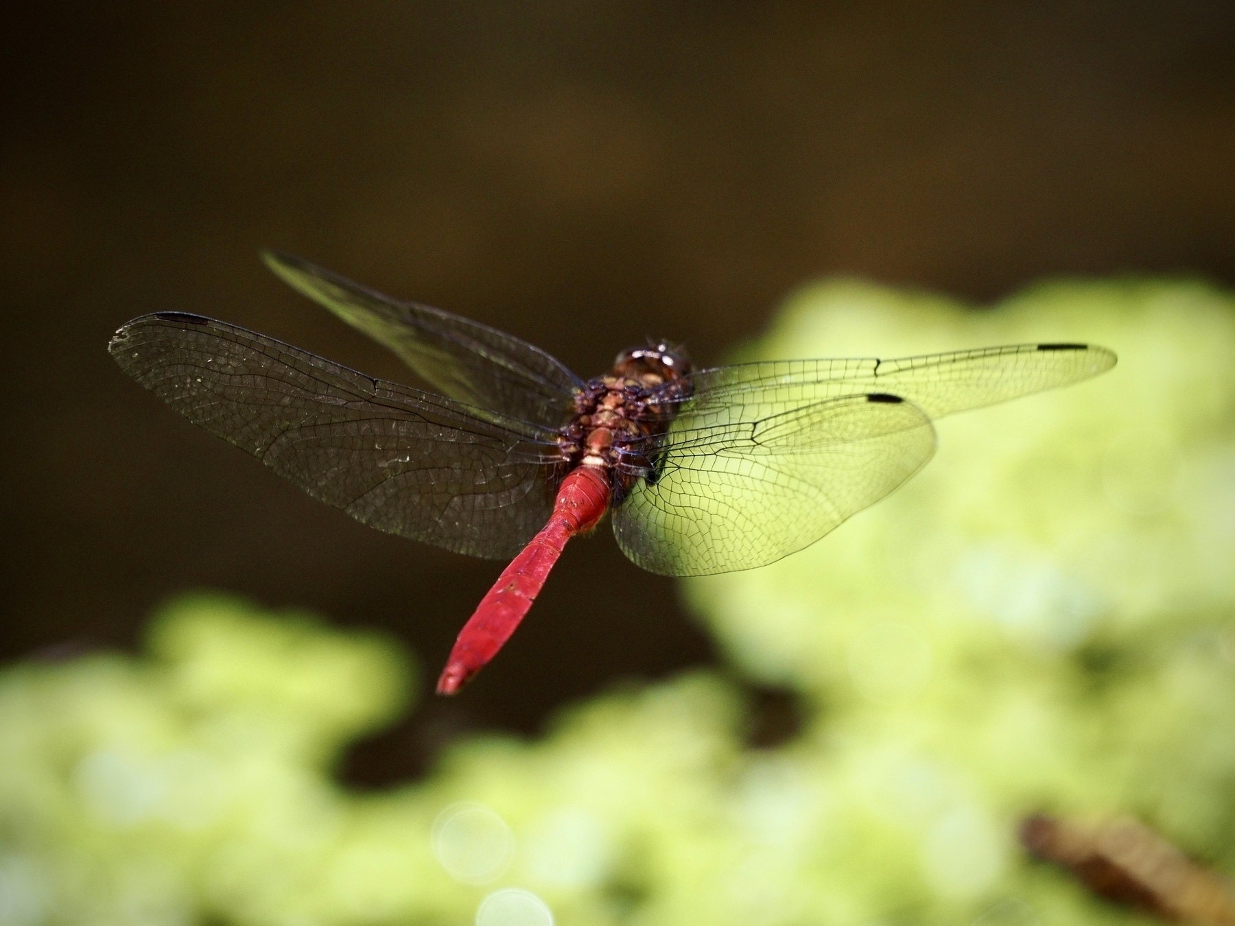 A close-up of a red dragonfly over a pond