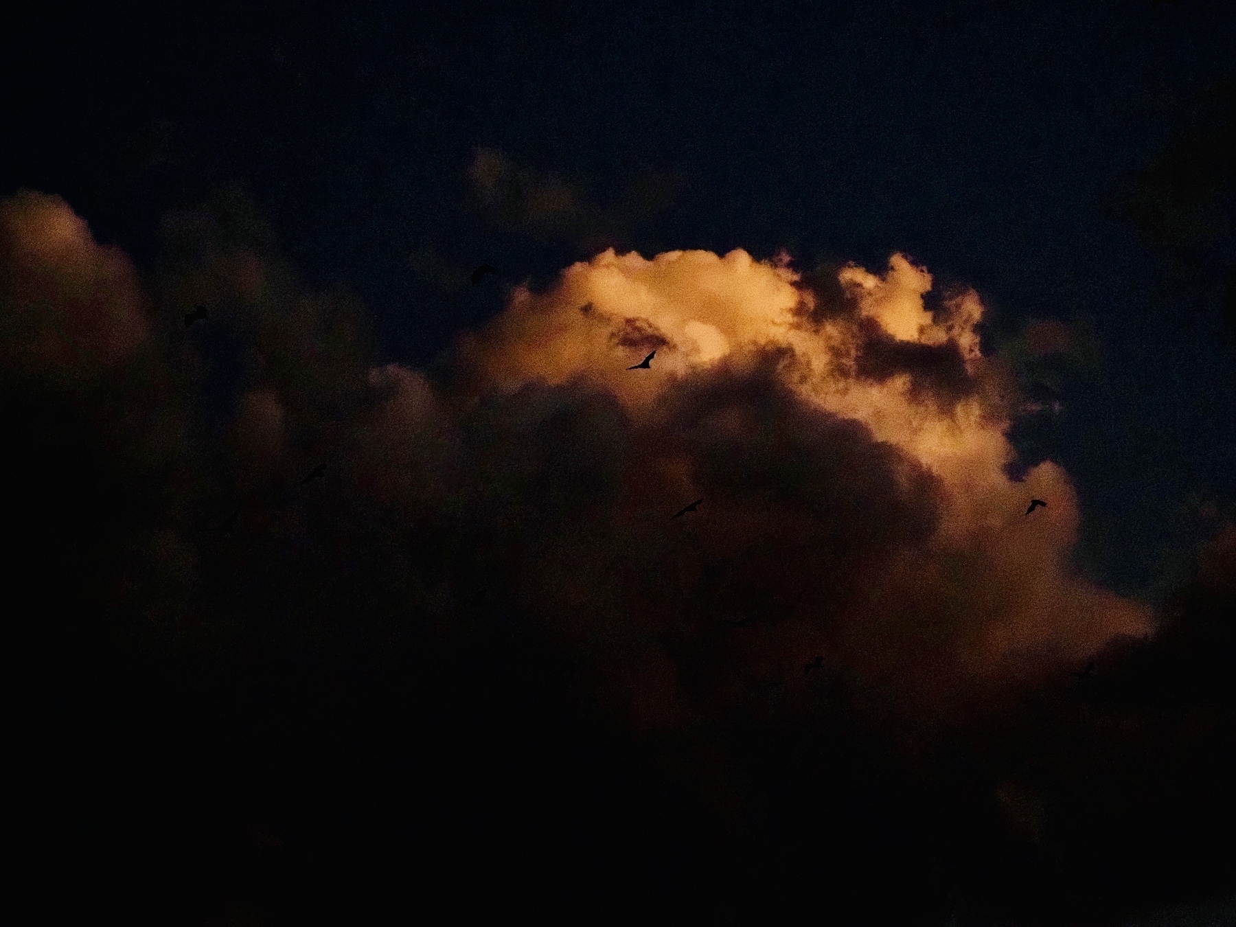 A bat against a cloudy evening sky