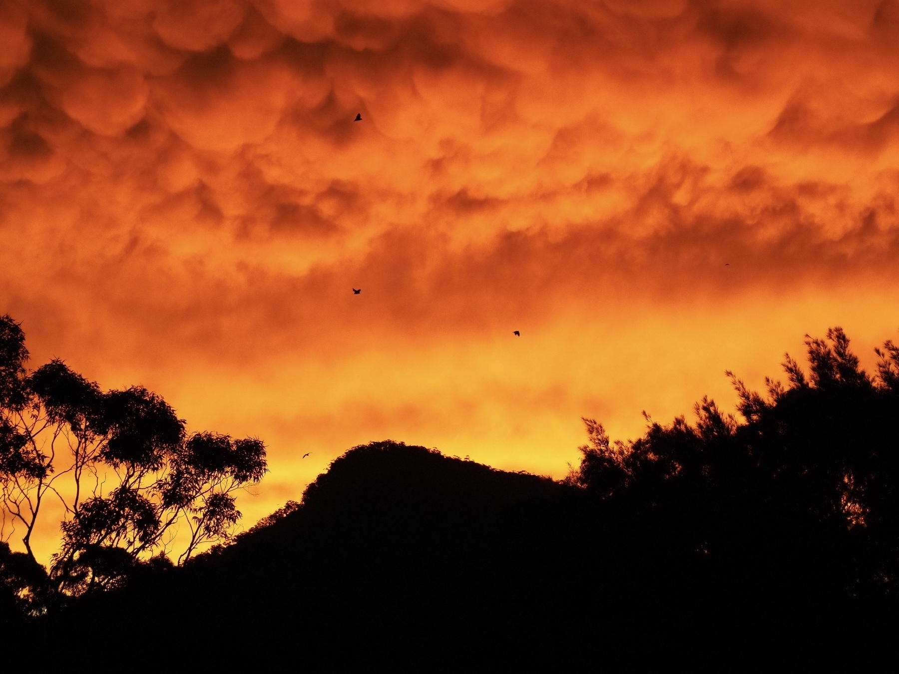 The silhouettes of a mountain and trees with bats flying against a cloudy, burnt-orange sky