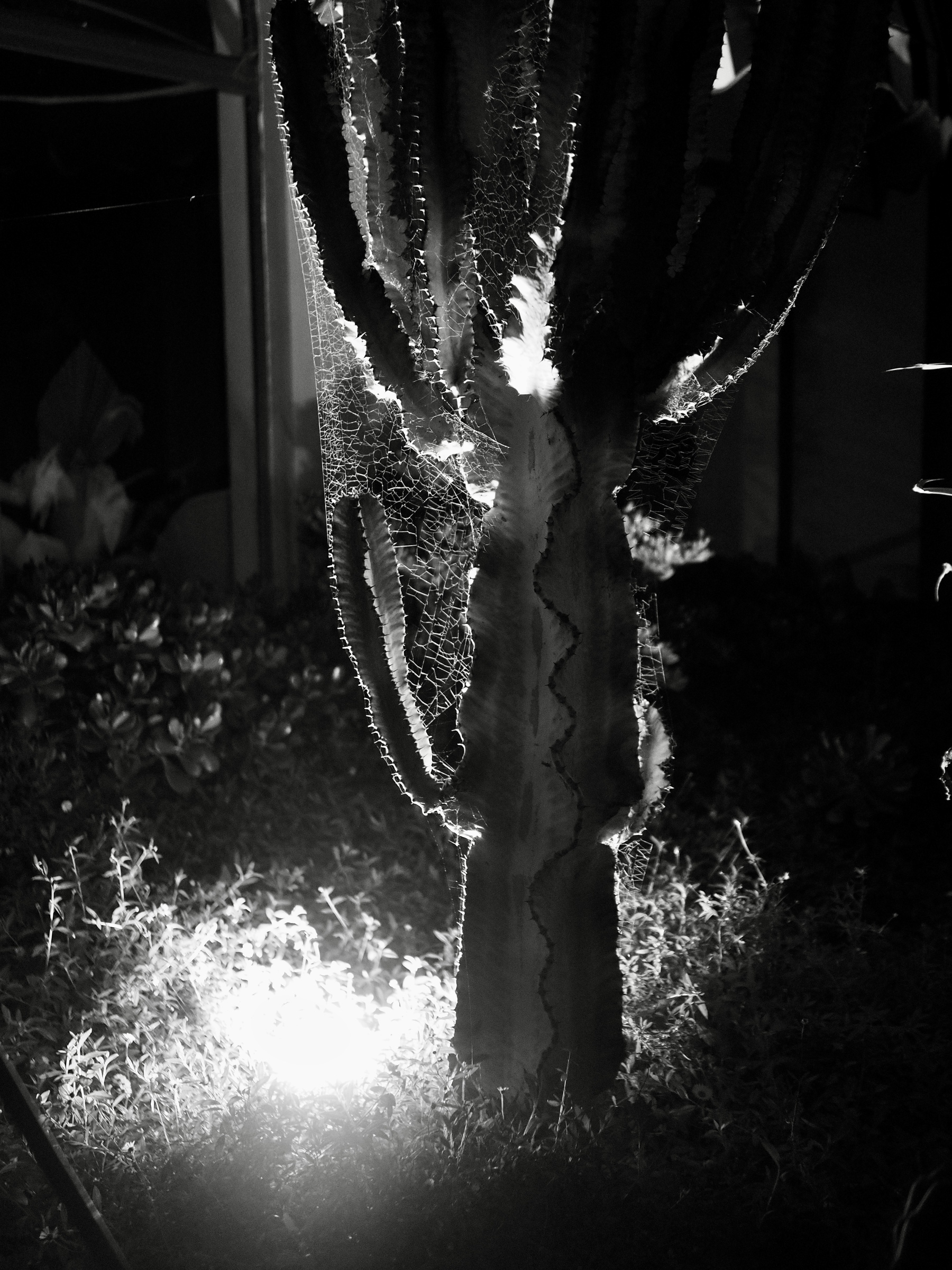 A close-up of a cactus and spider web being lit from underneath