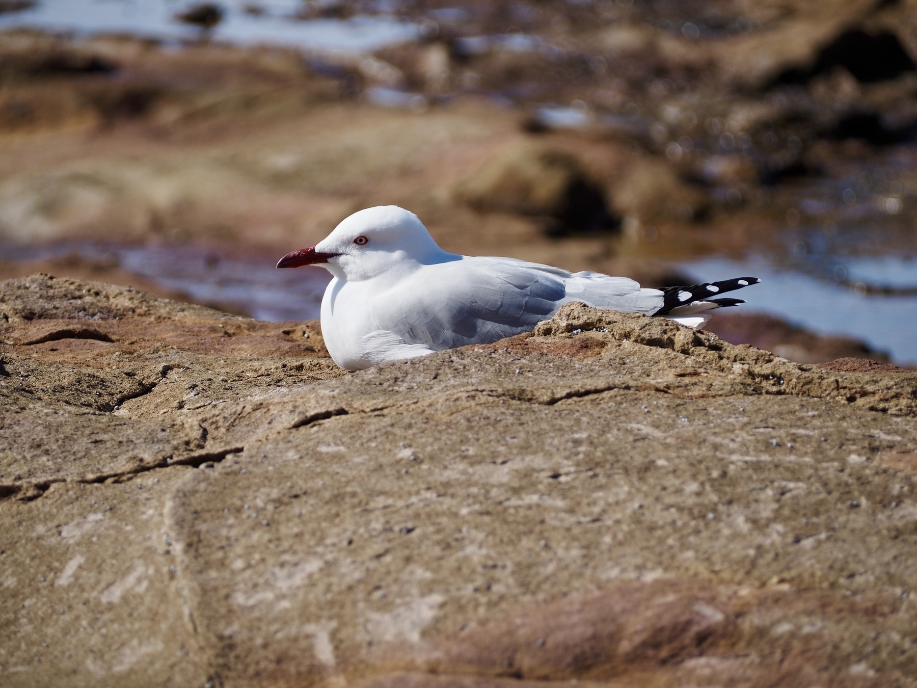 A puffy seagull relaxes next to a rock pool.