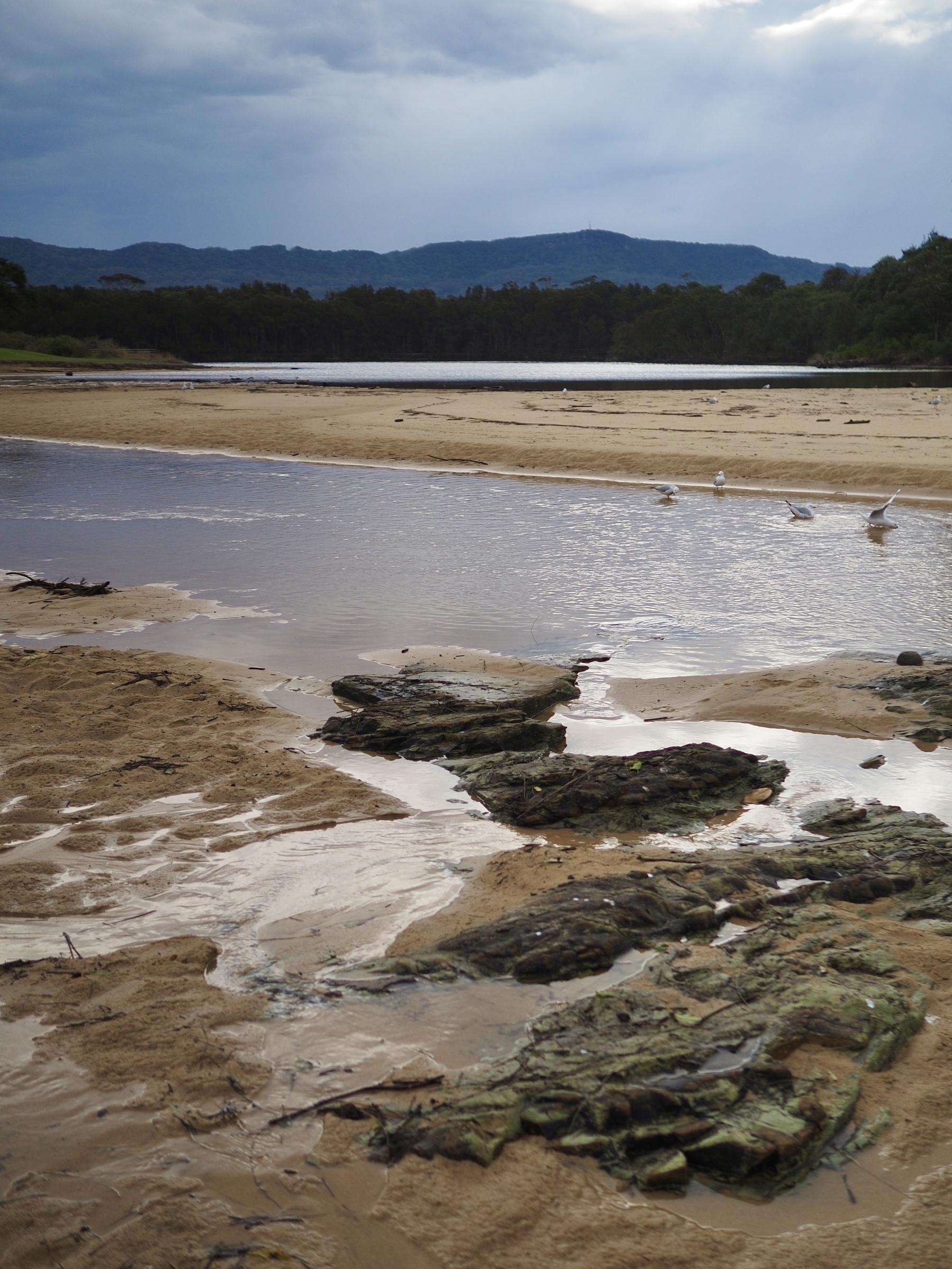 A winding sandy creek with rocks in the foreground, seagulls in the water and bushy mountains in the distance