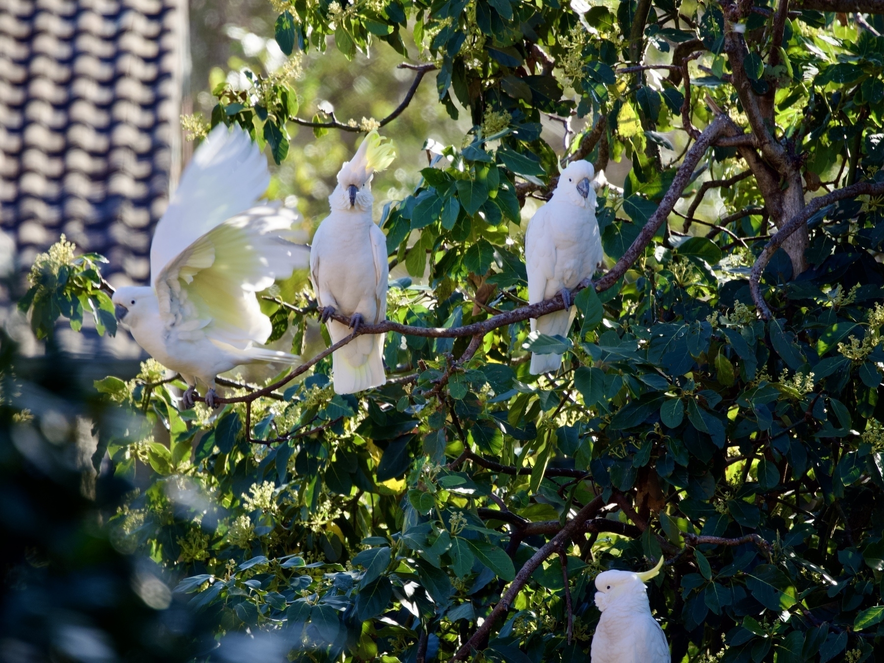 Three cockatoos sit in a tree while one frantically flies away.