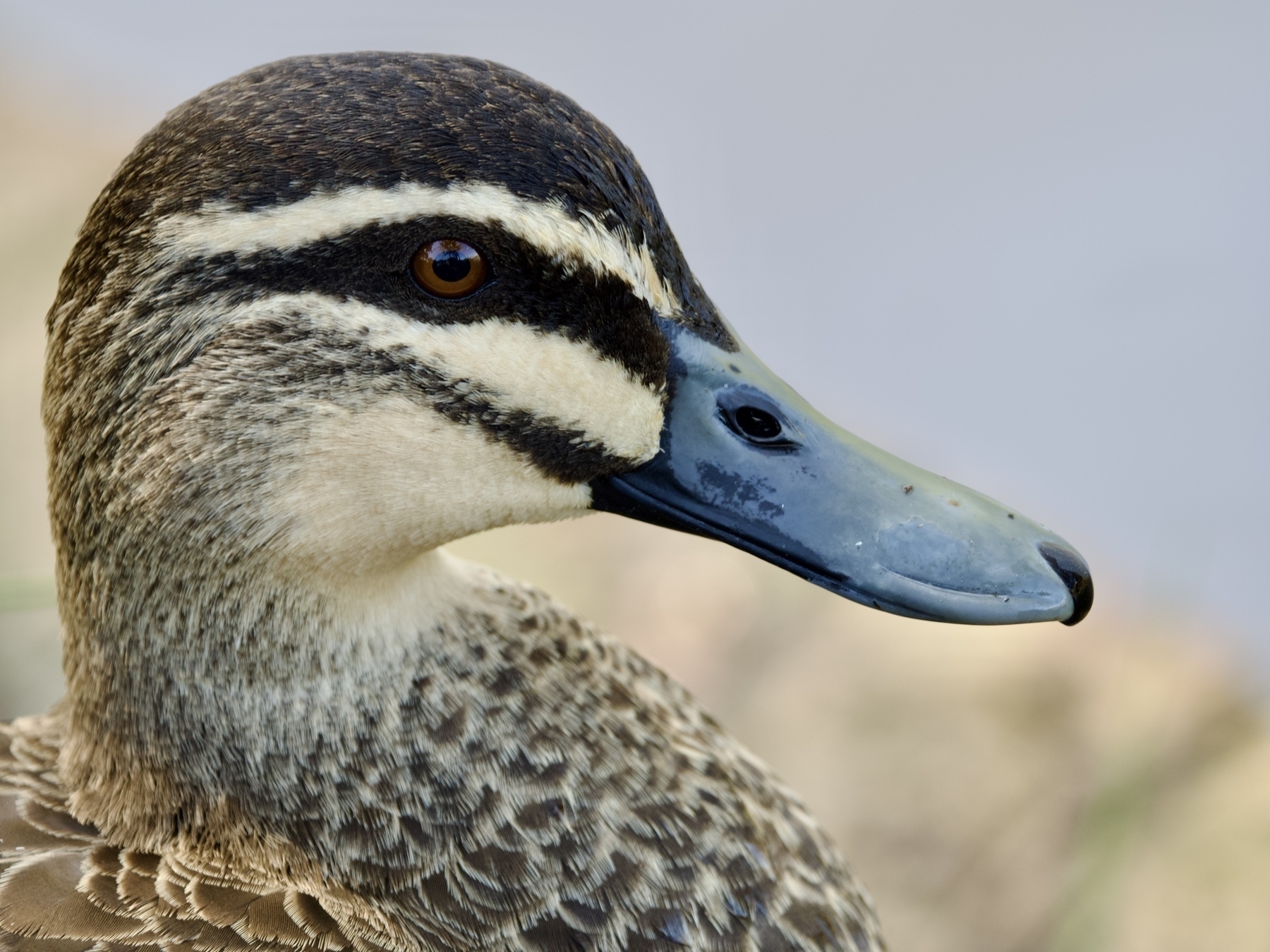 A close-up of a duck, staring straight at the camera