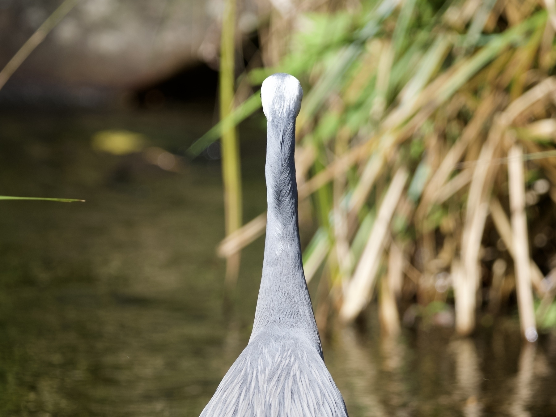 Staring right at the back of an egret’s head and neck, with a blurred pond in the background.