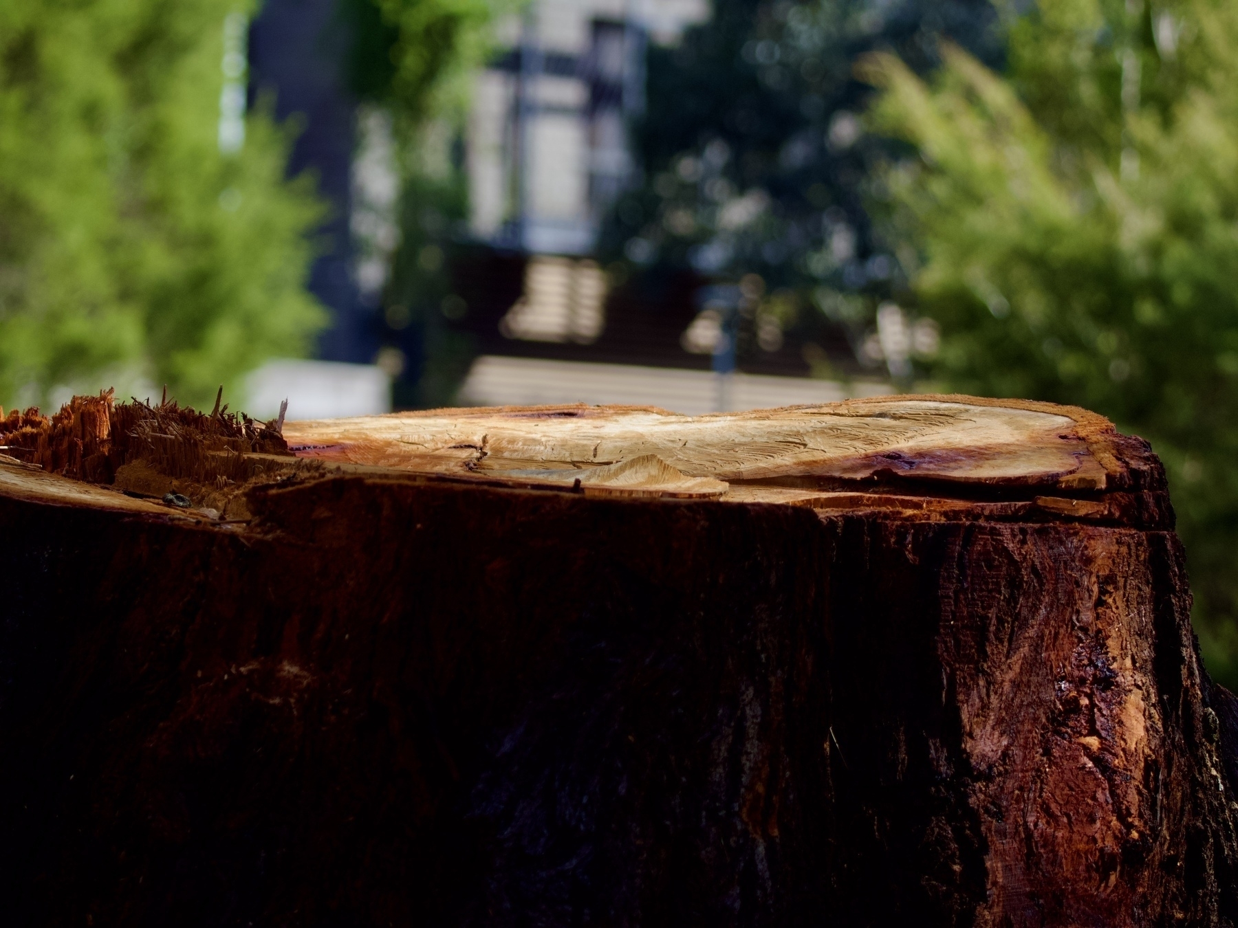 The stump of a freshly-cut tree, with blurred trees in the background