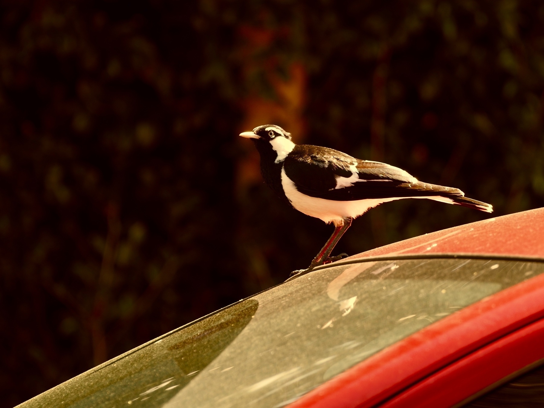 A magpie lark stands on top of a bright car.