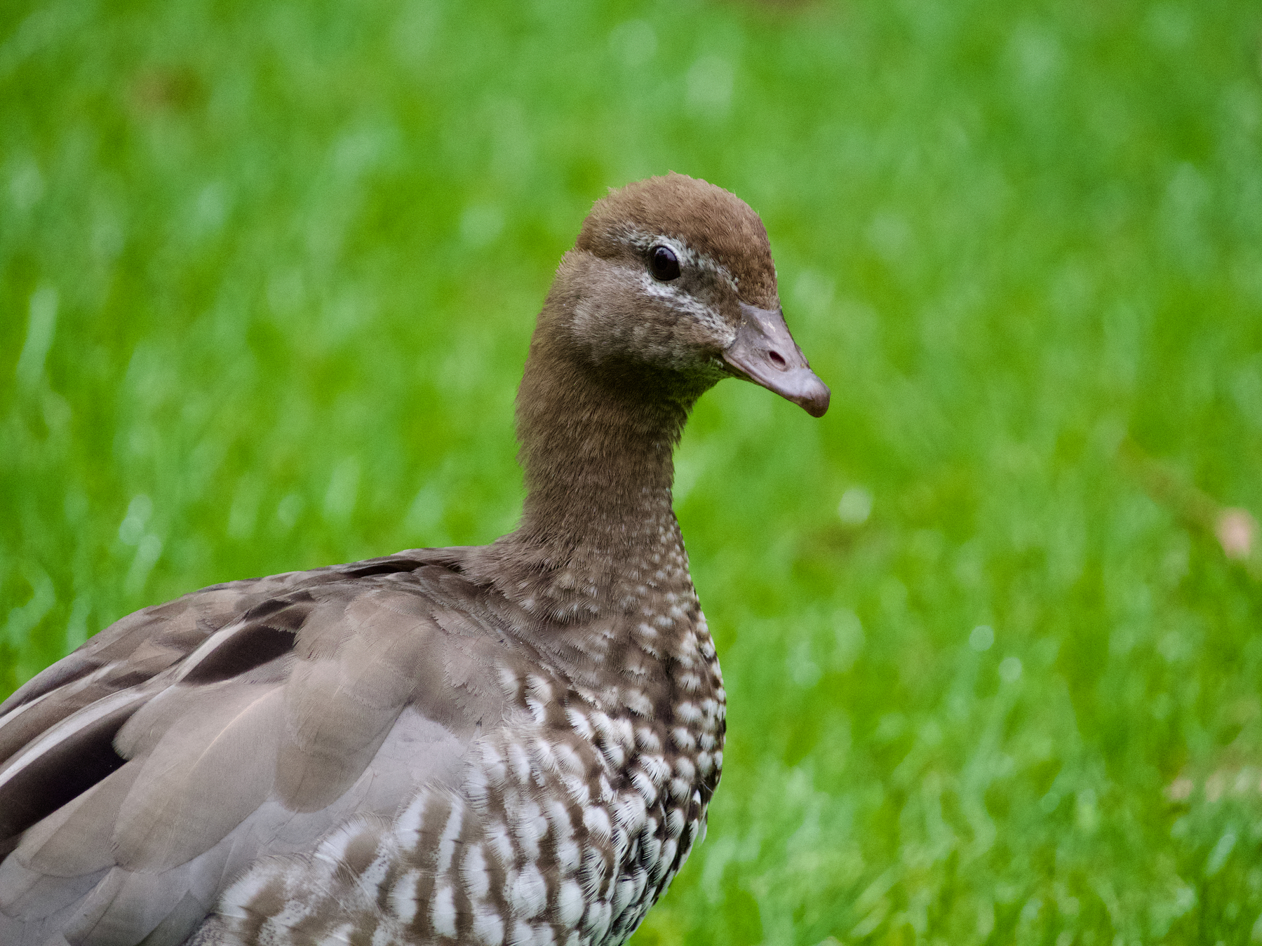 A close-up of a brown duck staring at the camera.