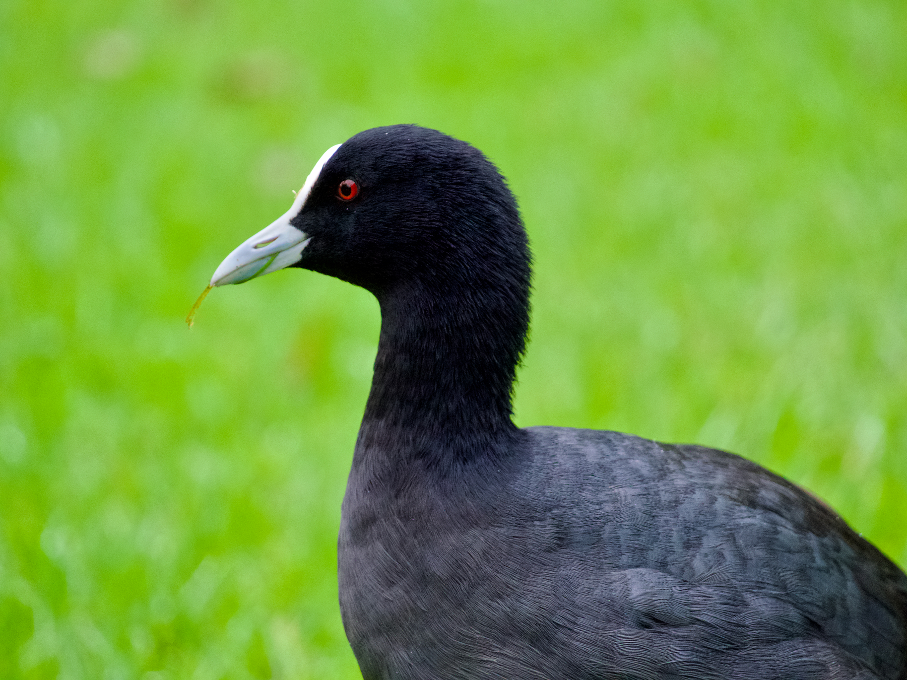 A close-up of a coot staring at the camera, while holding a blade of grass in its beak.