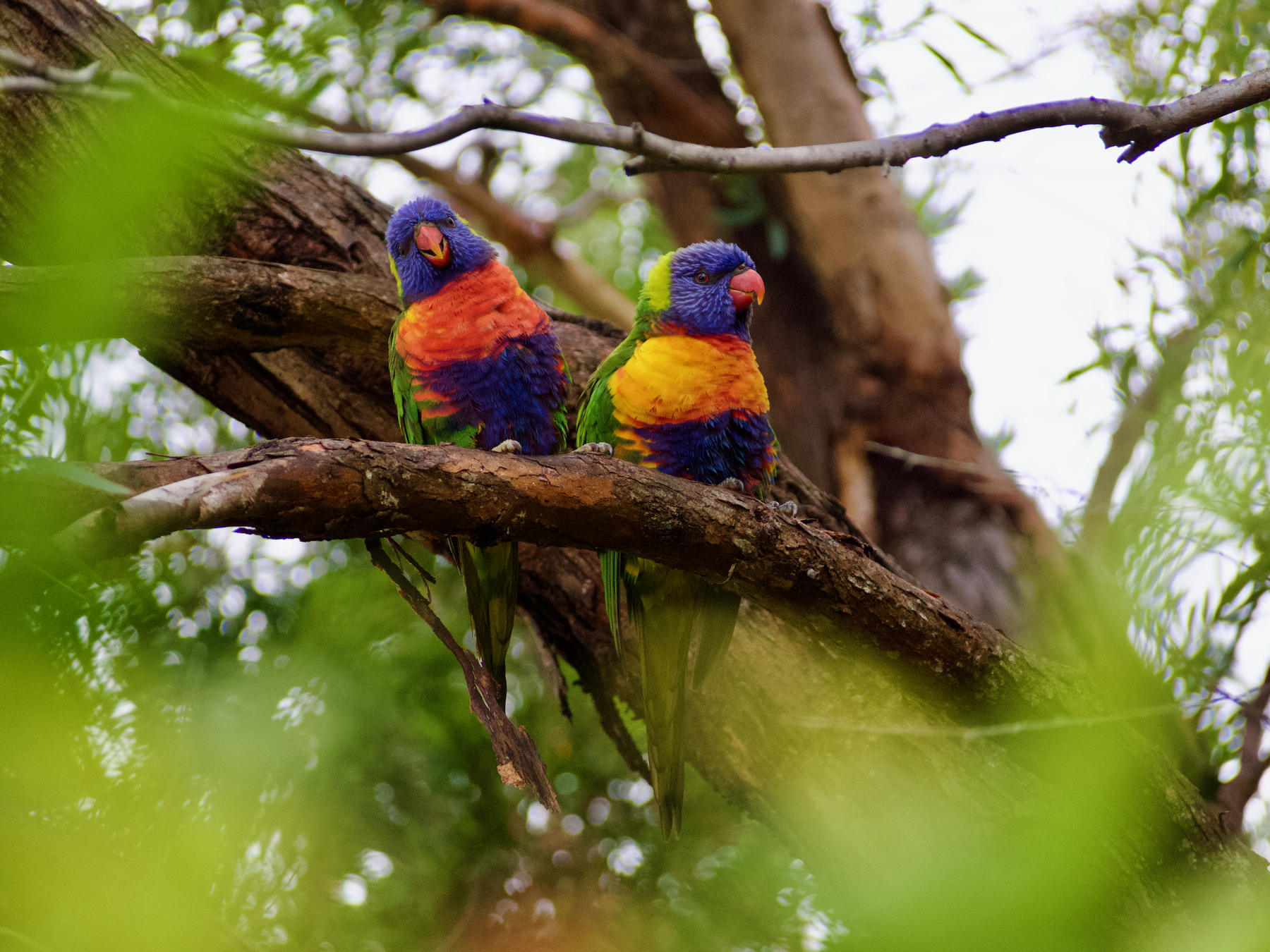 Two rainbow lorikeets sit on a thin tree branch.
