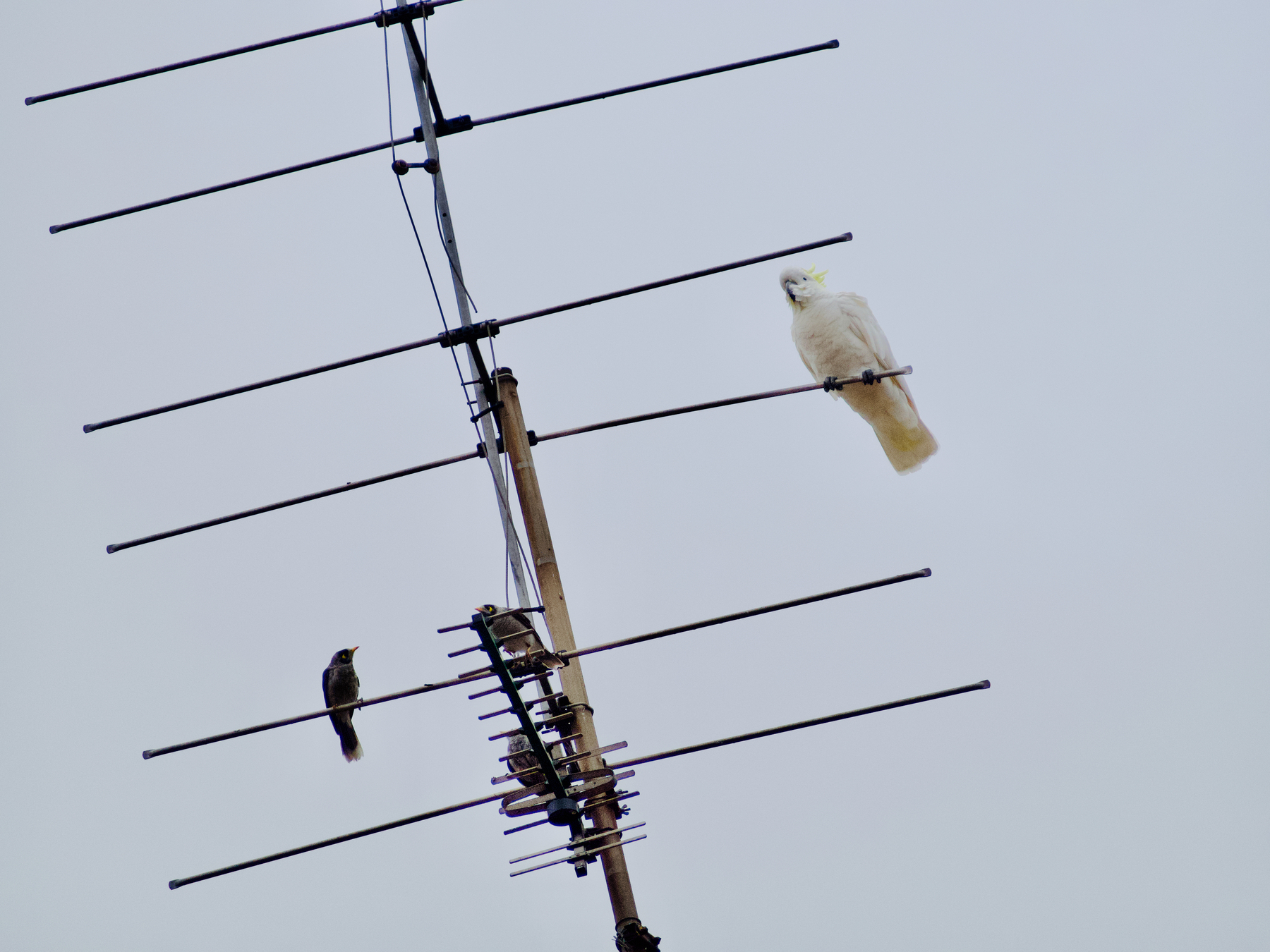 A cockatoo sits perched on a TV antenna, higher than another bird.