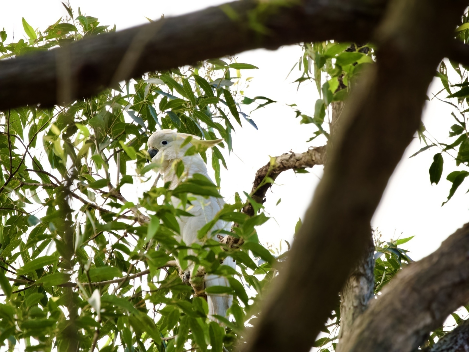 Peering through branches at a sulphur-crested cockatoo, perched high up a tree