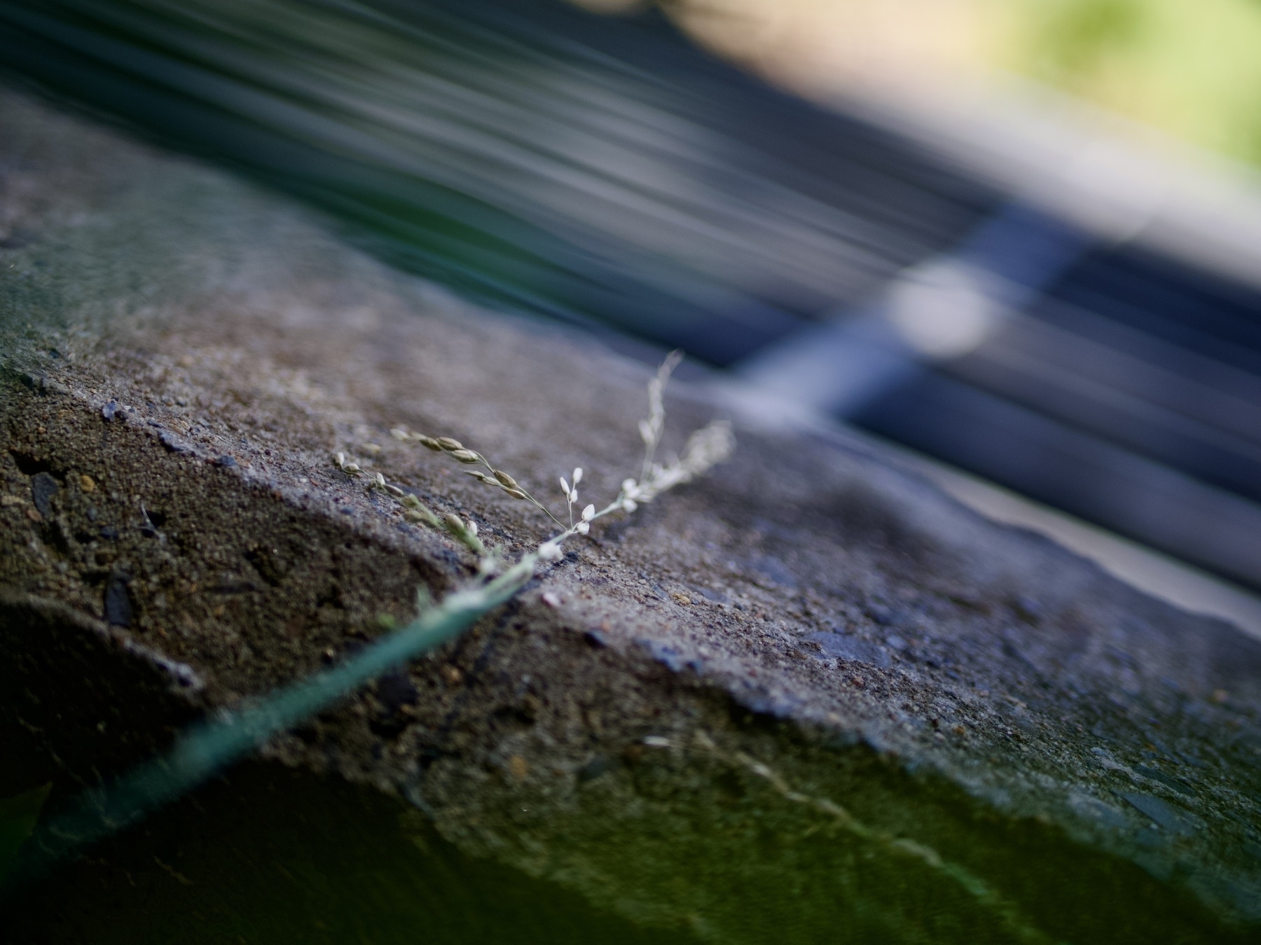 A stem of grass extends across concrete, with a leading line into a steel grate.
