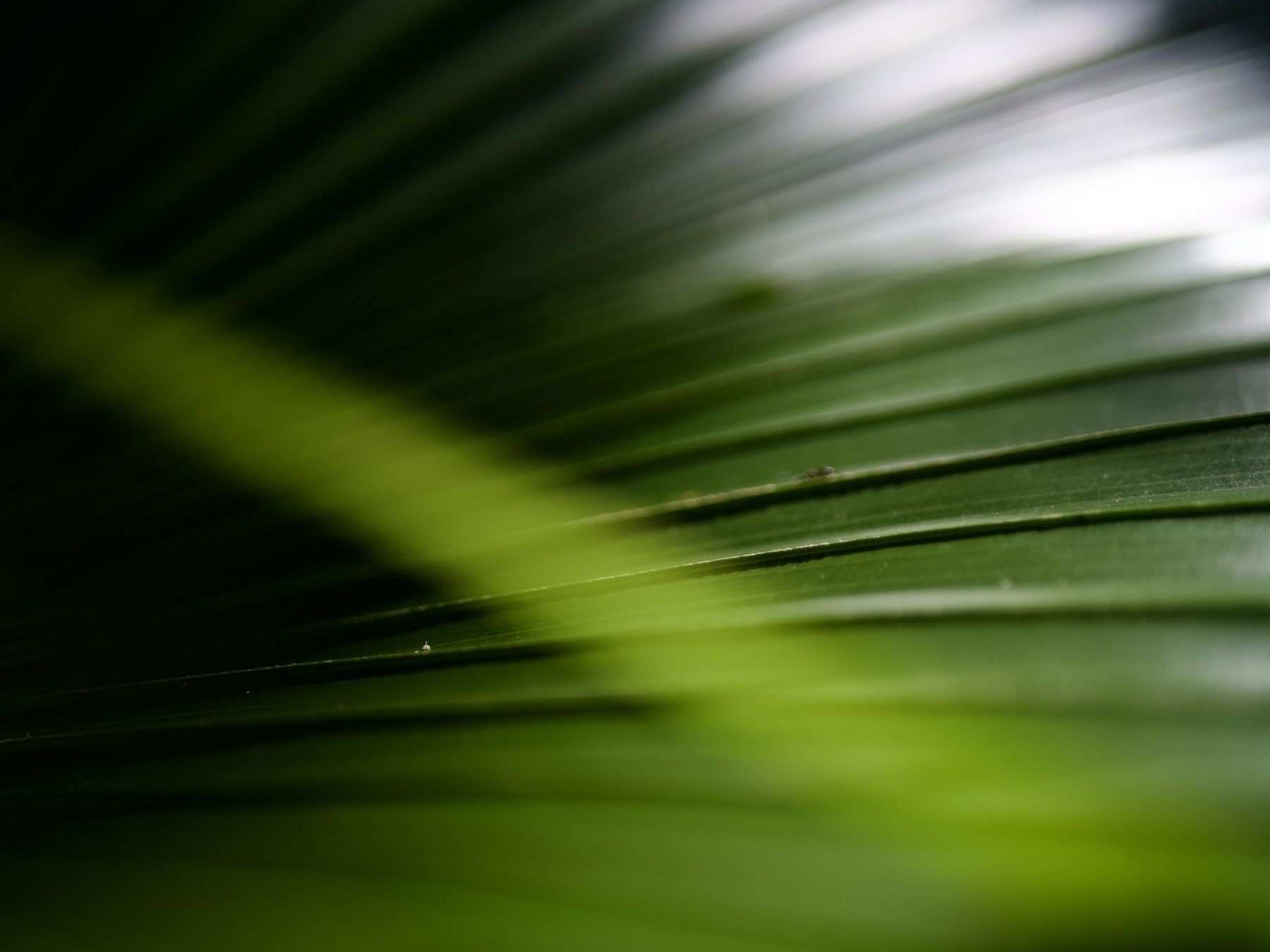 A close-up of a frond