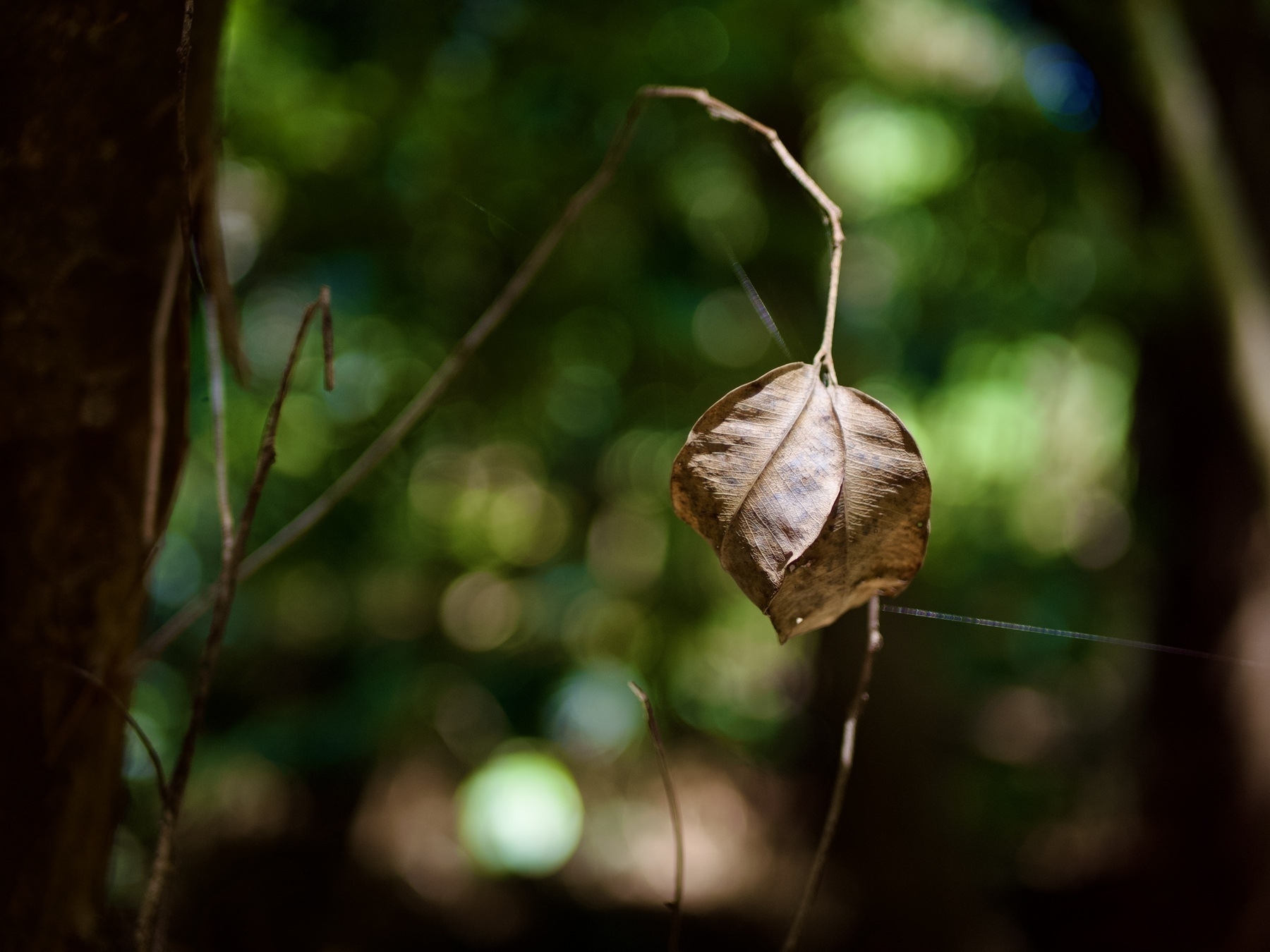 A dead leaf on the end of a twig, with visible strands of spider web