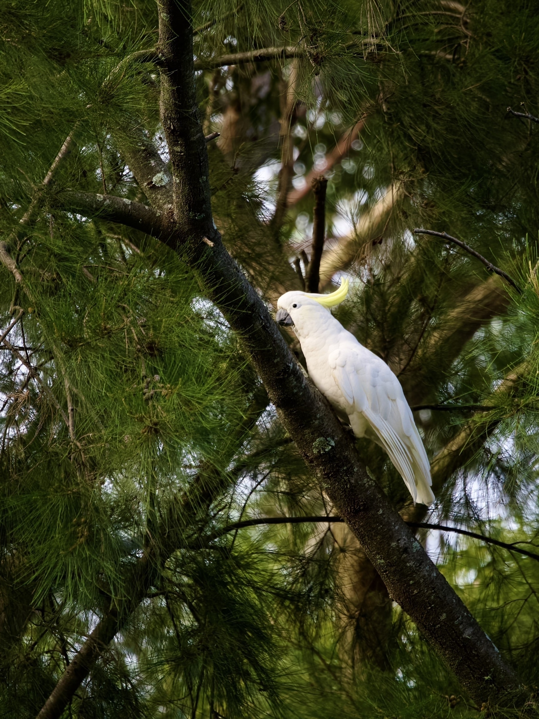 A sulphur-crested cockatoo climbs a tree branch.