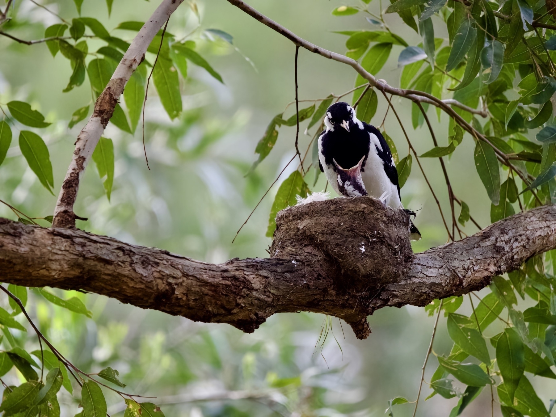 A peewee/magpie lark parent sits in a nest, looking down towards its chick, which opens its mouth for food.