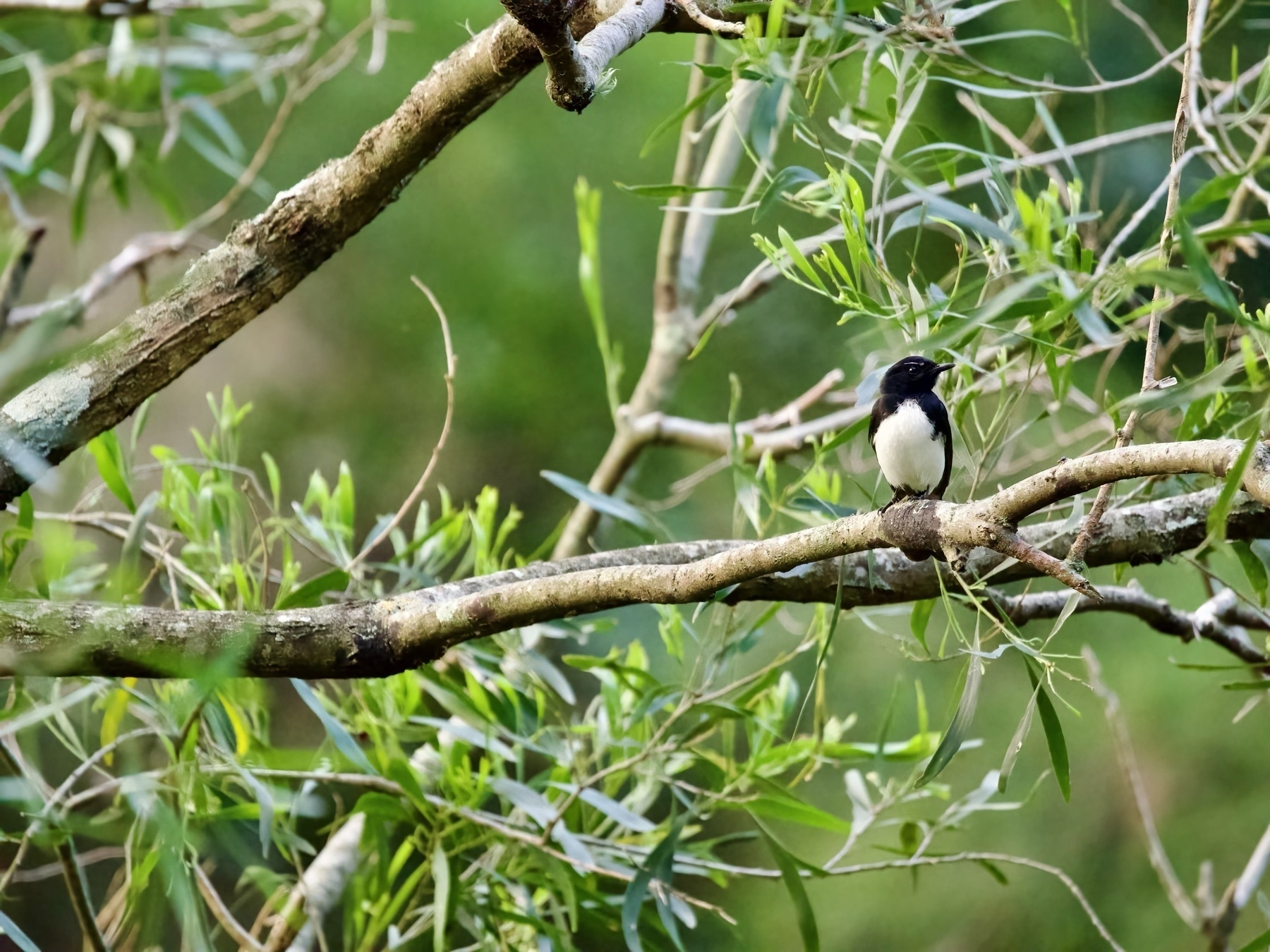 A willie wagtail sits on a tree branch.