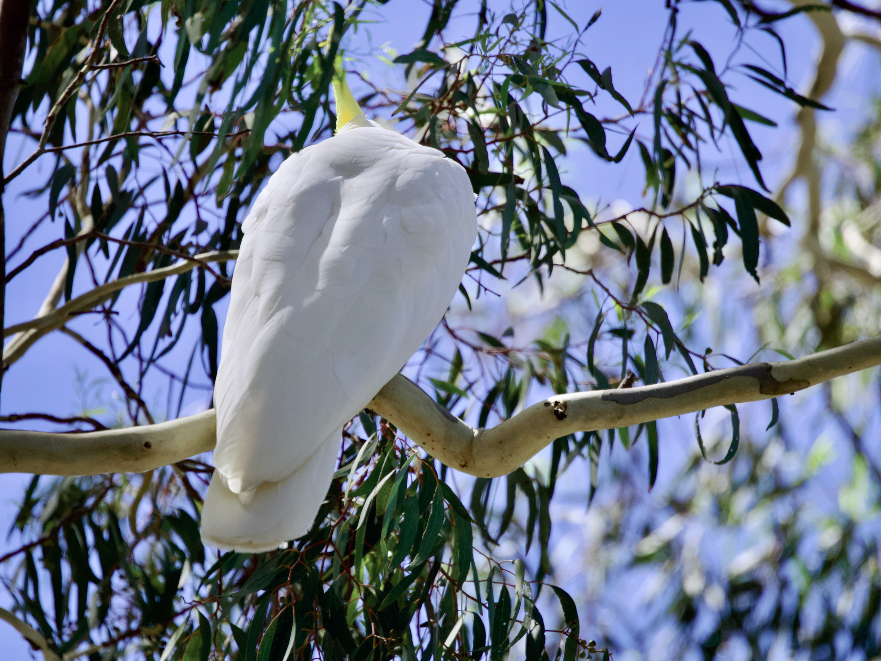 Looking at the back of a cockatoo high up in a gum tree, after it flew away from the camera.