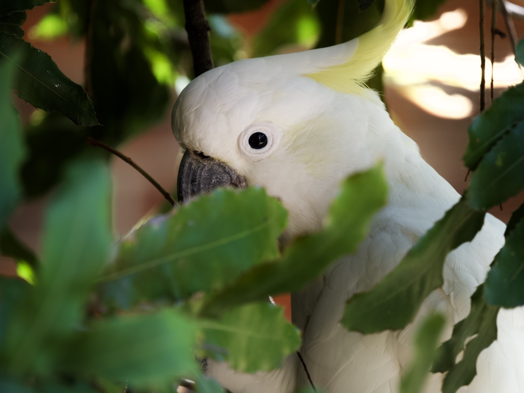 An obscured cockatoo looks at the camera through the leaves of a macadamia tree.