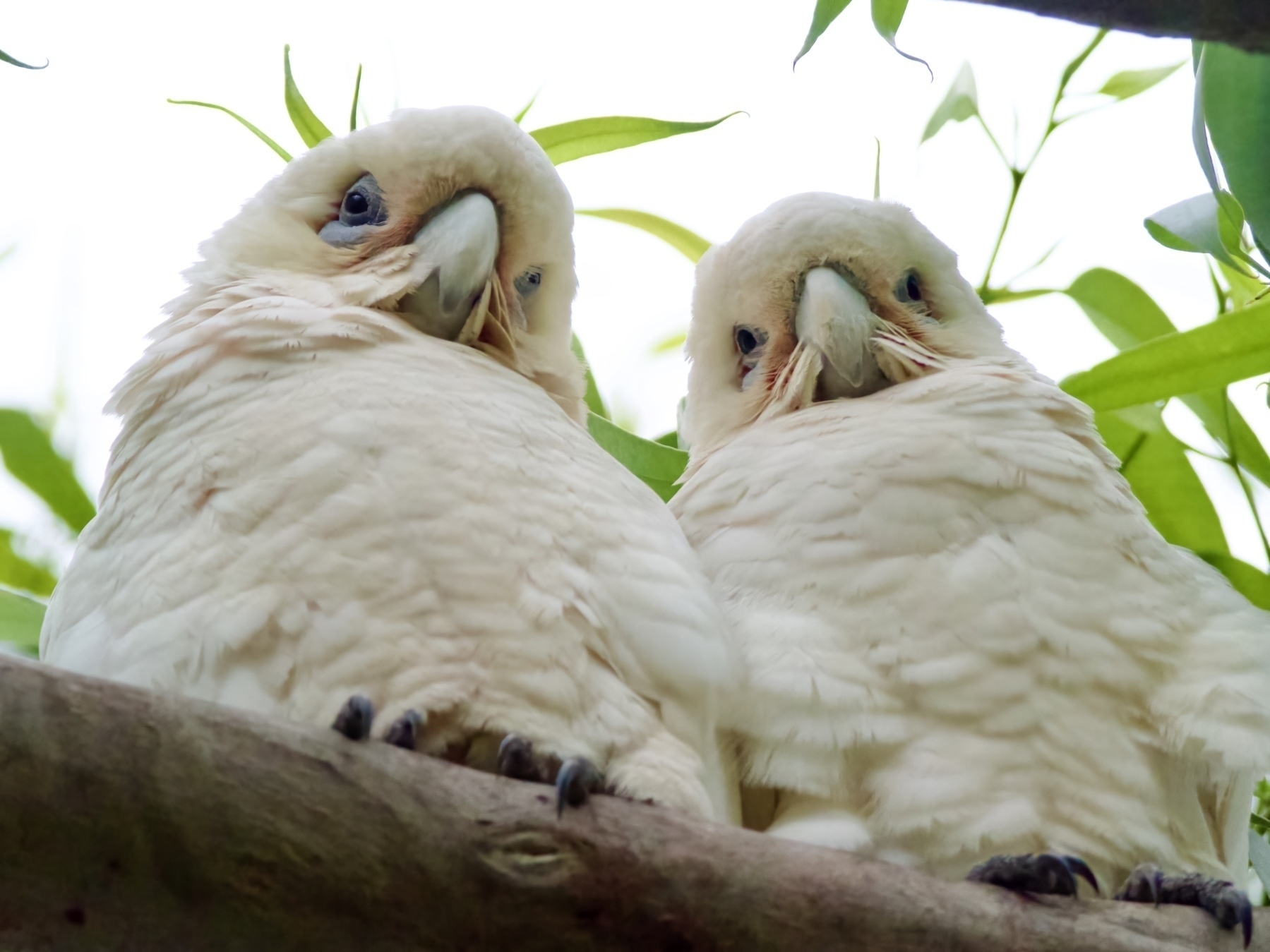 A close-up of two corellas looking down at the camera.