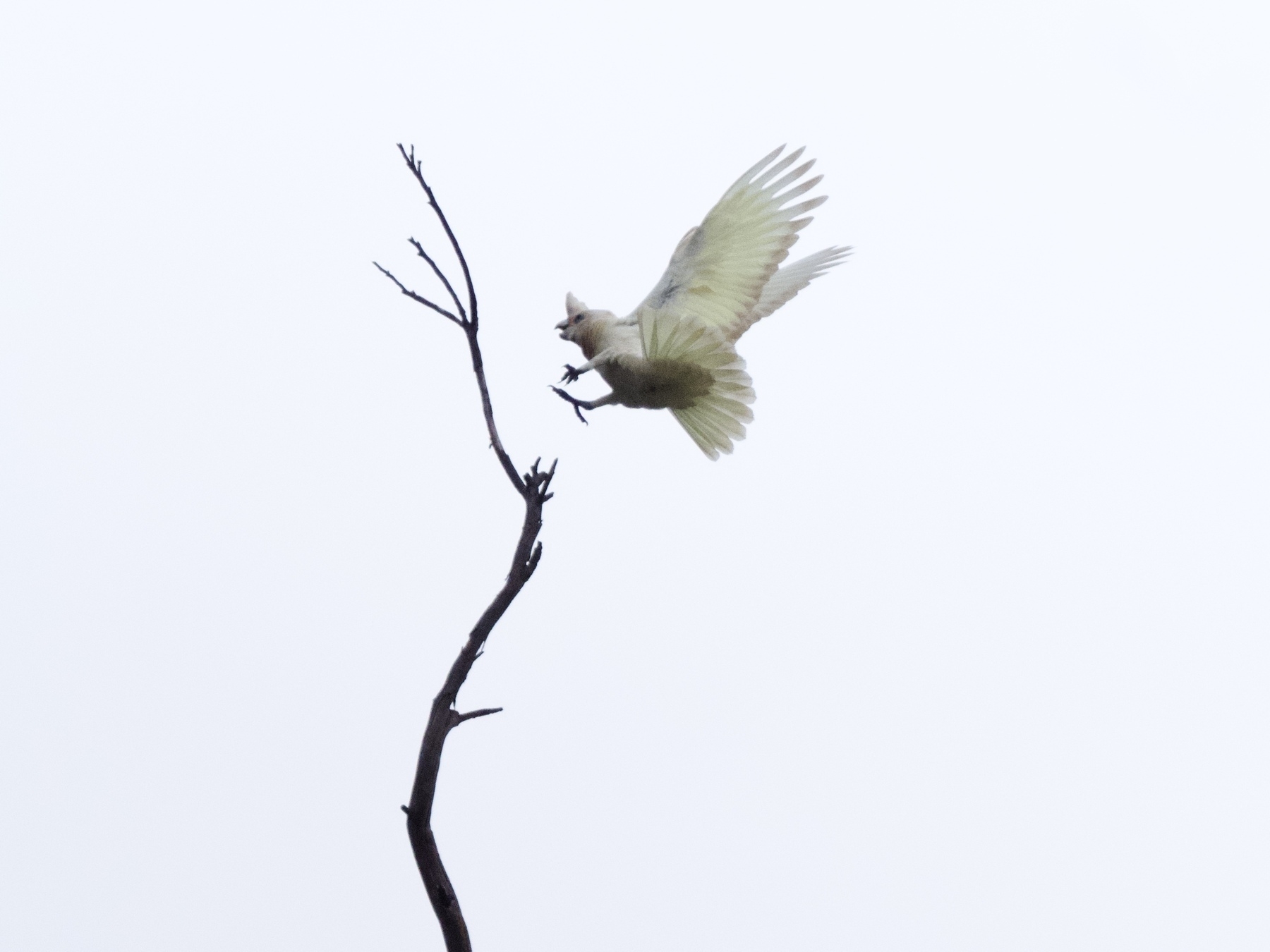 A corella swoops against an overcast sky to land on a high, leafless branch.