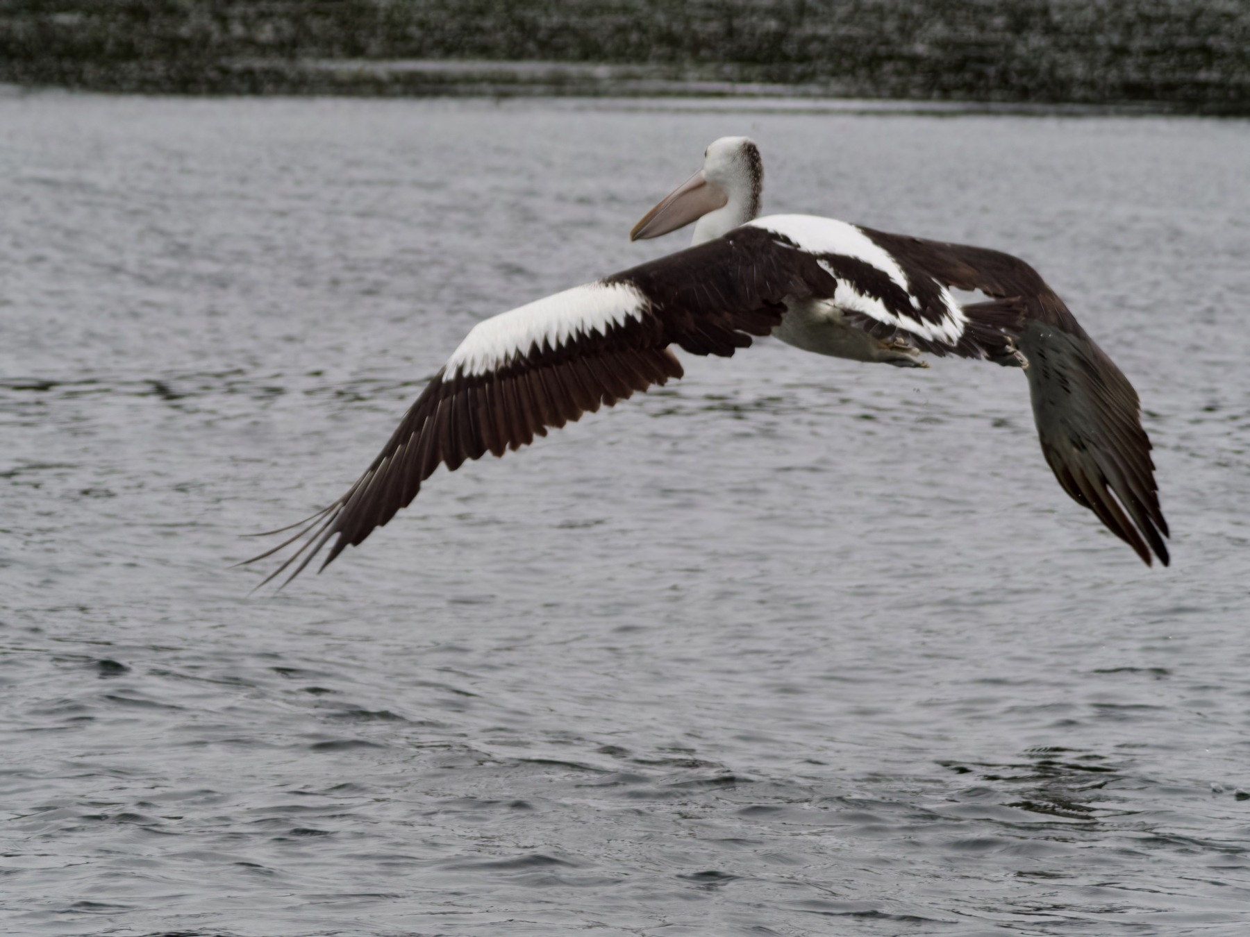 A pelican with a massive wingspan glides above the surface of a creek.