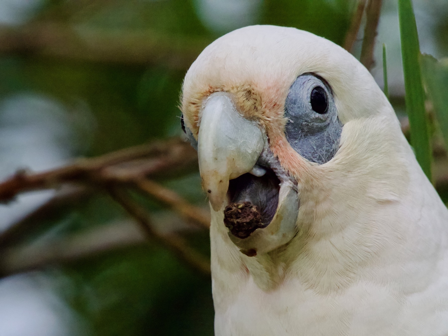 A close-up of a corella, looking surprised with food in its beak.