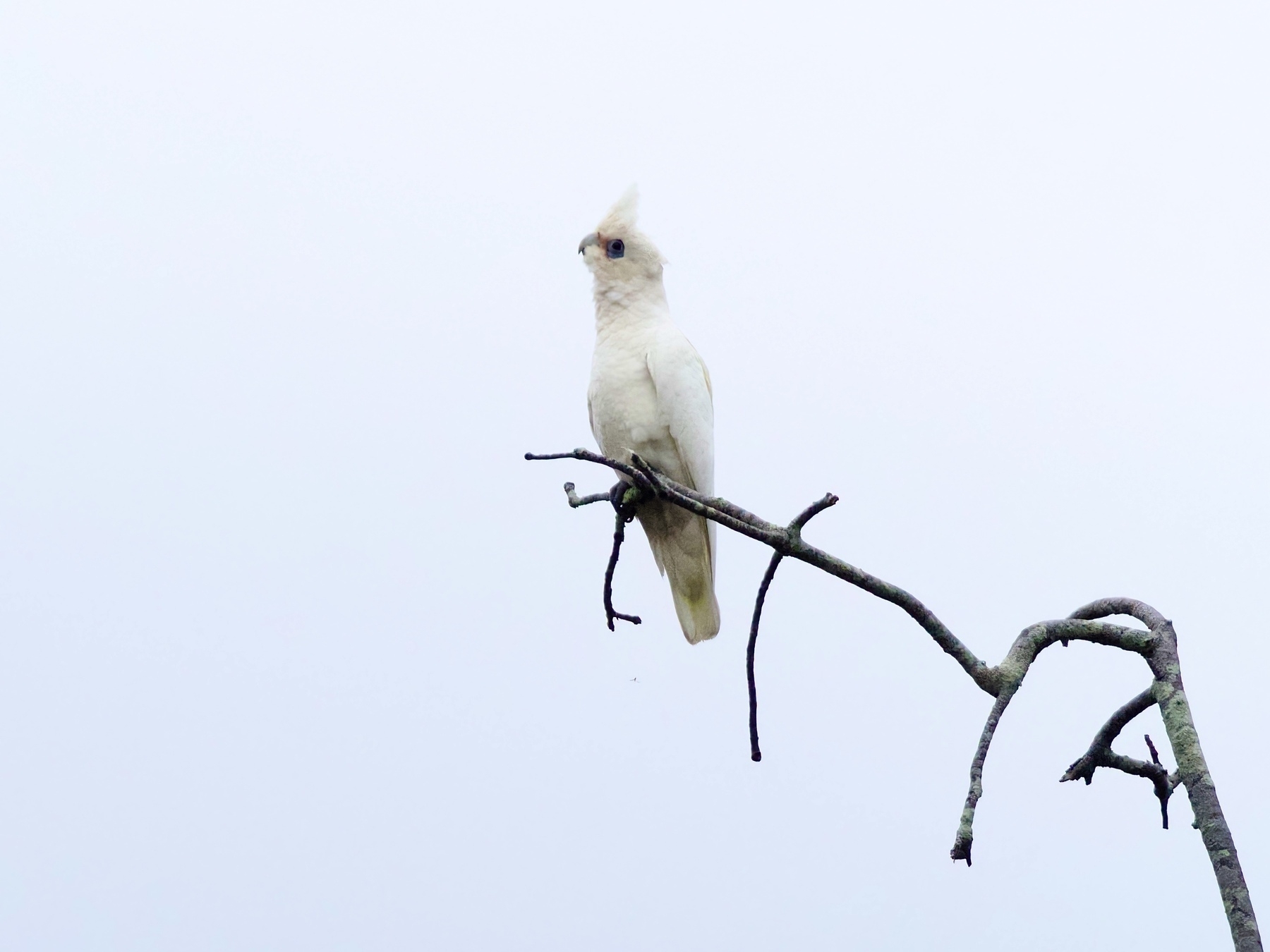 A corella sits perched on a leafless branch, with its head held high.