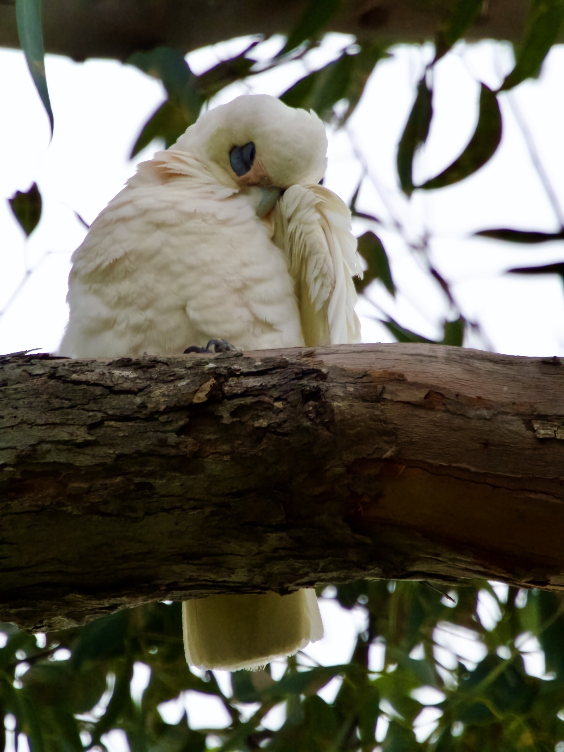 A white corella sits on a branch with its eyes closed and head tucked into its left wing.