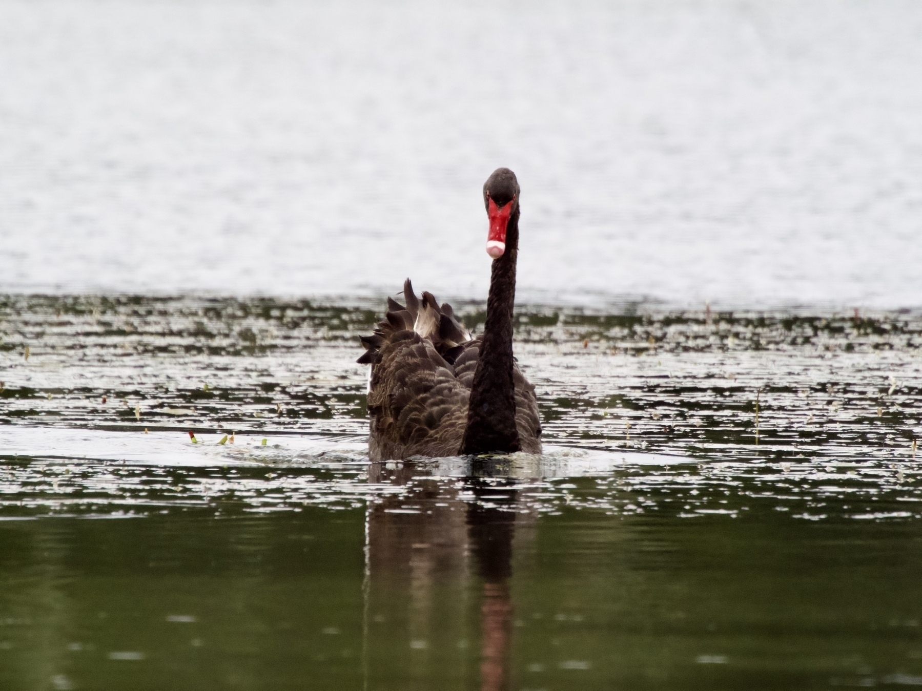 A black swan floats down a creek.