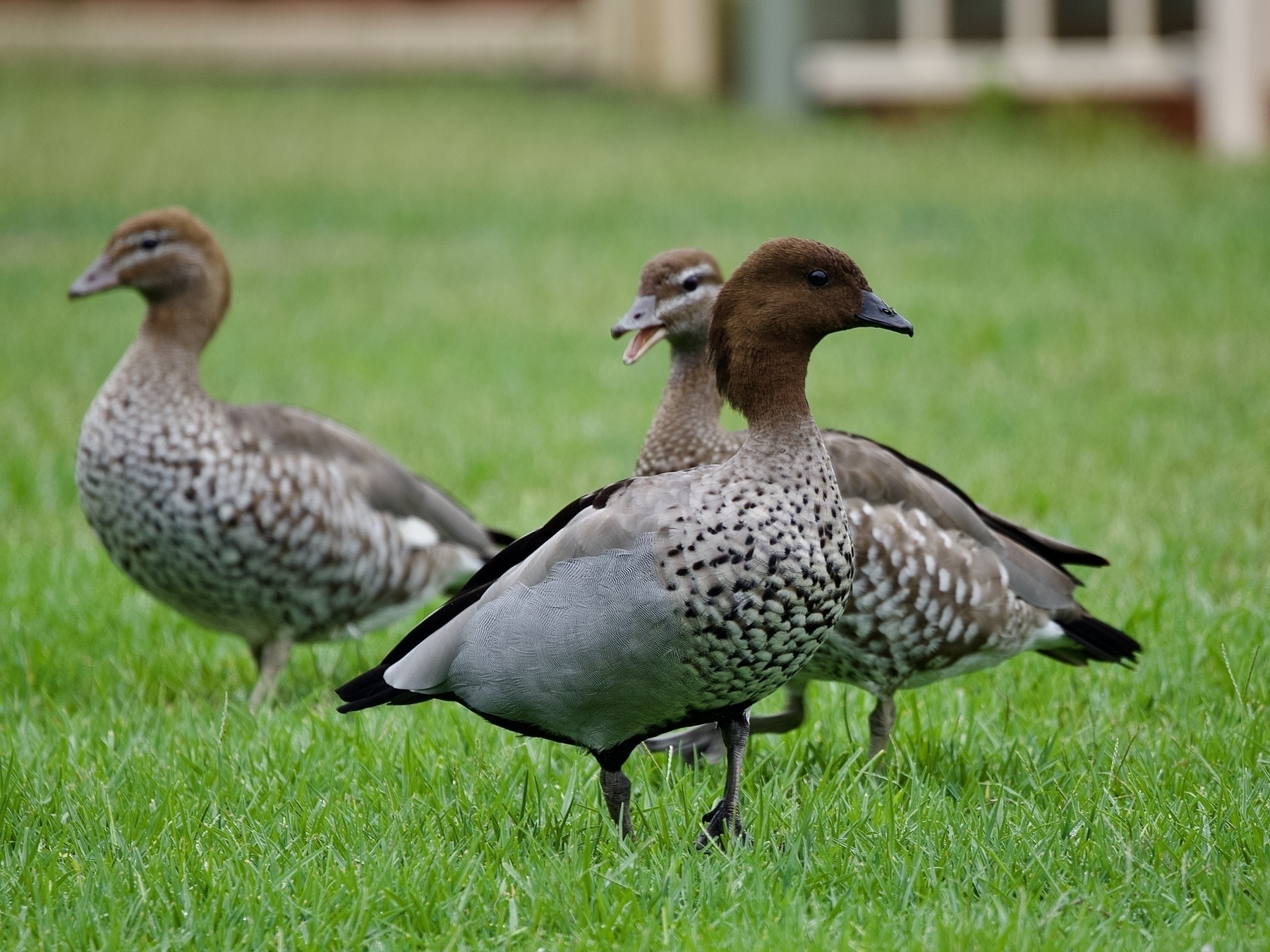 Three ducks on a lawn
