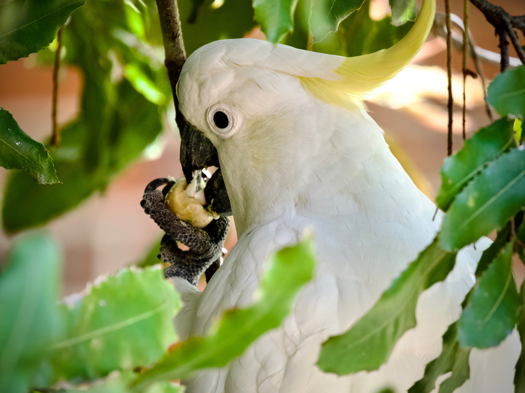A cockatoo holds a macadamia nut with its foot and cracks it open with its beak.