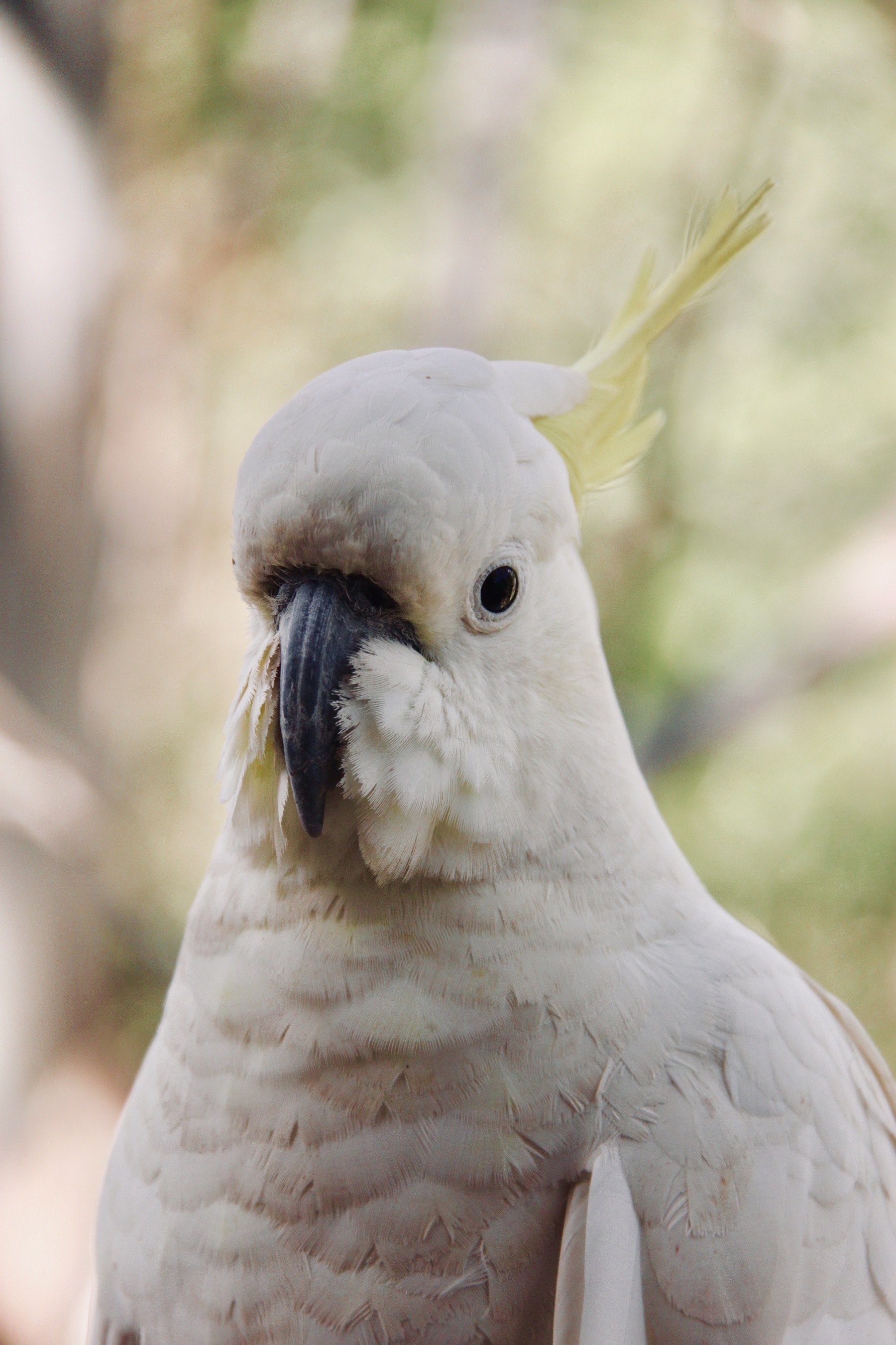 A white bird with a dark-grey beak and a yellow crest
